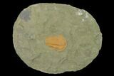 Hamatolenus vincenti Trilobite - Tinjdad, Morocco #138922-1